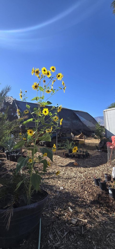 76850 Pierce Street, Thermal, CA 92274 photo 44