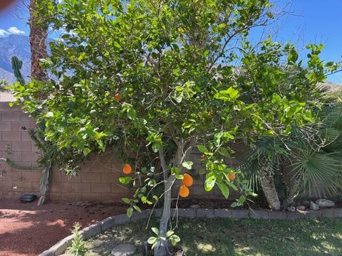 984 Tierra Lane, Palm Springs, CA 92262 photo 9