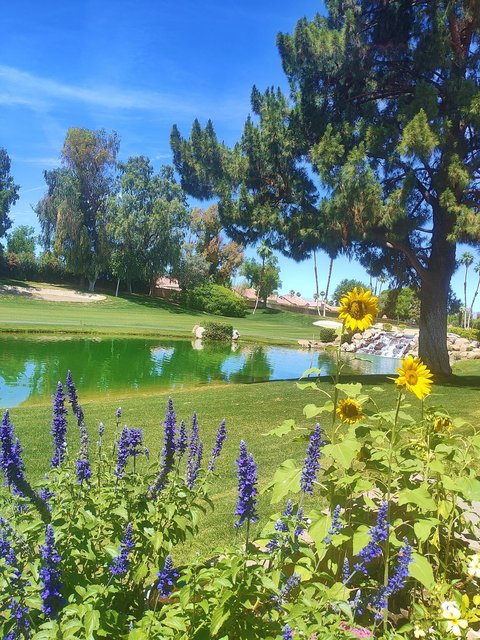 41715 Woodhaven Drive W, Palm Desert, CA 92211 photo 19